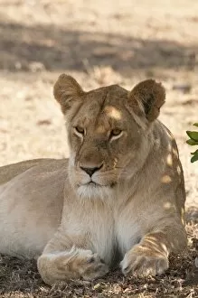 Images Dated 5th October 2009: Lion (Panthera leo), Masai Mara, Kenya, East Africa, Africa