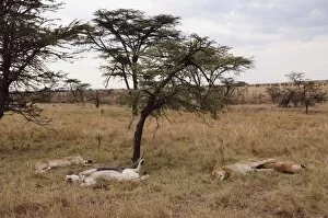 Images Dated 8th October 2009: Lion (Panthera leo), Masai Mara, Kenya, East Africa, Africa