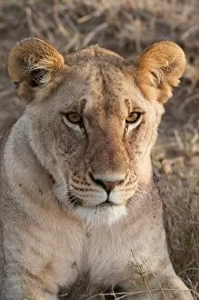Images Dated 9th October 2009: Lion (Panthera leo), Masai Mara, Kenya, East Africa, Africa