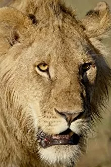 Images Dated 5th October 2007: Lion (Panthera leo), Masai Mara National Reserve, Kenya, East Africa, Africa