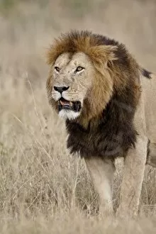 Images Dated 12th October 2007: Lion (Panthera leo), Masai Mara National Reserve, Kenya, East Africa, Africa