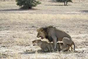 Two Animal Prints: Lion (Panthera leo) mating