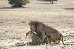 Lion (Panthera leo) mating, Kgalagadi Trans frontier Park, encompas s ing the former Kalahari Gems bok National Park