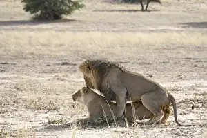 Pairs Prints: Lion (Panthera leo) mating, Kgalagadi Transfrontier Park