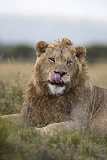 Eastern Cape Prints: Lion (Panthera leo), Mountain Zebra National Park, Eastern Cape, South Africa, Africa