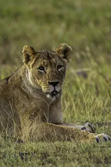 Savannas Prints: A Lion (Panthera leo), in the Msai Mara National Reserve, Kenya, East Africa, Africa