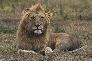 Serengeti Prints: Lion (Panthera leo), Ndutu, Ngorongoro Conservation Area, Serengeti, Tanzania, East Africa
