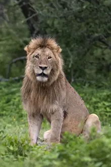 Lion (Panthera leo), Ndutu, Ngorongoro Conservation Area, Serengeti, Tanzania