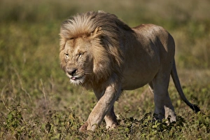 Serengeti Prints: Lion (Panthera leo), Ngorongoro Conservation Area, UNESCO World Heritage Site, Serengeti