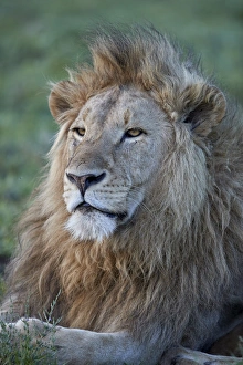 Lying On Front Prints: Lion (Panthera leo), Ngorongoro Crater, Tanzania, East Africa, Africa