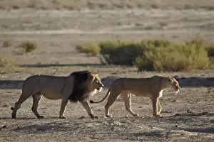 Panthera Prints: Lion (Panthera leo) pair, Kgalagadi Transfrontier Park