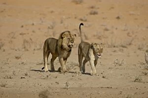 Lion (Panthera leo) pair about to mate, Kgalagadi Transfrontier Park, encompassing the former Kalahari Gemsbok National
