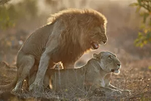 Lion Collection: Lion (Panthera leo) pair mating, Kruger National Park, South Africa, Africa