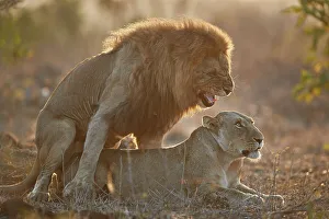 Endangered Species Gallery: Lion (Panthera leo) pair mating, Kruger National Park, South Africa, Africa