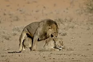 Images Dated 19th October 2007: Lion (Panthera leo) pair mating, Kgalagadi Transfrontier Park