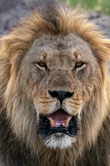 Savanna Prints: Lion (Panthera leo) portrait, Savuti, Chobe National Park, Botswana, Africa