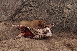 Zebras Prints: Lion (Panthera leo) with prey, Kruger Park, South Africa, Africa