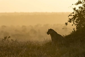 Panthera Prints: A lion (Panthera leo) resting on a termite mound at sunset, Tsavo, Kenya, East Africa