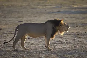 Mane Prints: Lion (Panthera leo) roaring, Kgalagadi Transfrontier Park