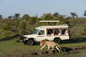 Photographing Prints: Lion (Panthera leo) and safari vehicle, Masai Mara, Kenya, East Africa, Africa