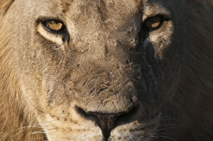 Strong Prints: Lion (Panthera leo), Savute Channel, Linyanti, Botswana, Africa