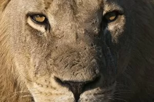 Images Dated 1st June 2009: Lion (Panthera leo), Savute Channel, Linyanti, Botswana, Africa