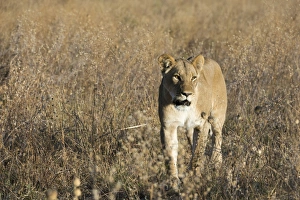 Savuti Prints: Lion (Panthera leo), Savuti, Chobe National Park, Botswana, Africa