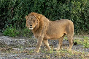 Lion (Panthera leo), Savuti, Chobe National Park, Botswana, Africa