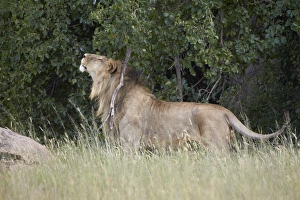 Serengeti Prints: Lion (Panthera leo) scratching and marking territory