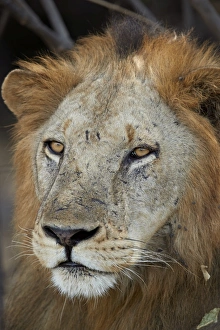 Lion (Panthera leo), Selous Game Reserve, Tanzania, East Africa, Africa
