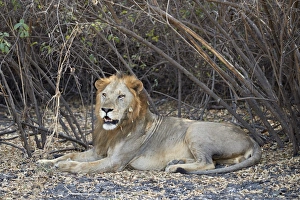 Lying On Front Prints: Lion (Panthera leo), Selous Game Reserve, Tanzania, East Africa, Africa