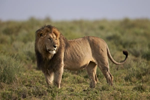 Male Animal Prints: Lion (Panthera leo), Serengeti National Park, Tanzania, East Africa, Africa