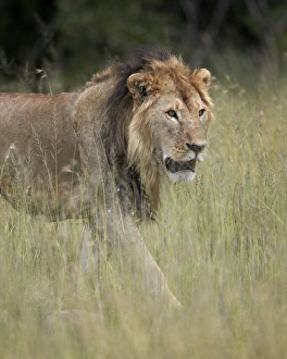 Lion (Panthera leo), Serengeti National Park, Tanzania, East Africa, Africa