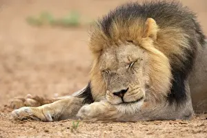 Male Animal Prints: Lion (Panthera leo) sleeping, Kgalagadi Transfrontier Park, South Africa, Africa
