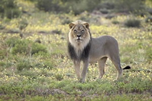 Northern Cape Prints: Lion (Panthera leo) standing among yellow wild flowers