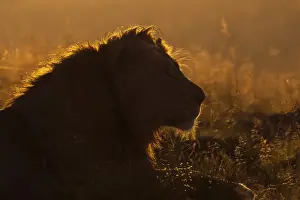 Eastern Cape Prints: Lion (Panthera leo) at sunrise
