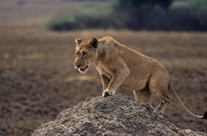 Concentration Prints: Lion (Panthera leo) on termite mound