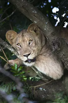 Wildlife Reserve Prints: Lion (Panthera leo) in tree, Phinda private game reserve, South Africa, Africa