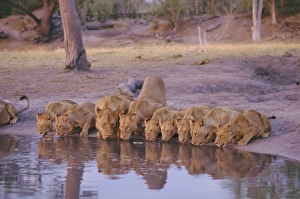 Curving Prints: Lion (Panthera leo) at water hole, Okavango Delta, Botswana, Africa