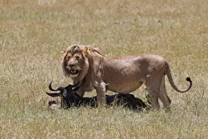 Masai Mara Prints: Lion (Panthera leo) with wildebeest kill in savanna, Masai Mara National Park, Kenya