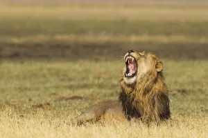 Males Prints: Lion (Panthera leo), yawning male, Savuti, Chobe National Park, Botswana