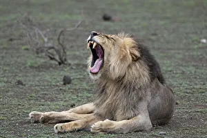 Lying Down Prints: Lion (Panthera leo) yawning, Mashatu Game Reserve, Botswana, Africa