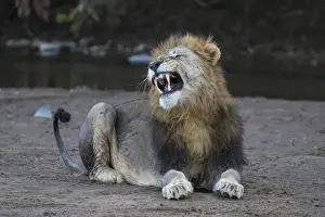 Wildlife Reserve Prints: Lion (Panthera leo) yawning, Zimanga private game reserve, KwaZulu-Natal, South Africa