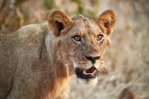 Mouth Open Prints: Lion (Panthera leo), young male, Ruaha National Park, Tanzania, East Africa, Africa