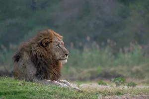 Strength Prints: Lion (Panthera leo), Zimanga private game reserve, KwaZulu-Natal, South Africa, Africa