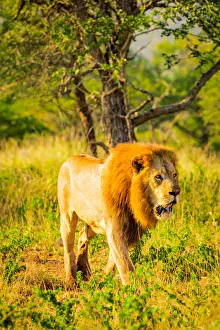 Lion (Panthera leo), Zululand, South Africa, Africa