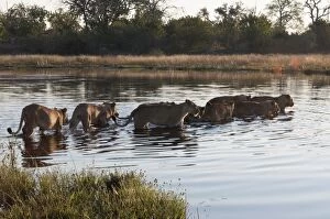 Lion pride (Panthera leo) crossing Savute Channel, Linyanti, Botswana, Africa