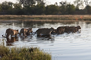 Lion pride (Panthera leo) crossing Savute Channel, Linyanti, Botswana, Africa Lion pride (Panthera leo) crossing Savute Channel, Linyanti, Botswana, Africa