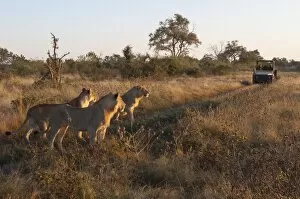 Lion pride (Panthera leo), Savute Channel, Linyanti, Botswana, Africa