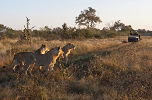 Images Dated 2nd June 2009: Lion pride (Panthera leo), Savute Channel, Linyanti, Botswana, Africa